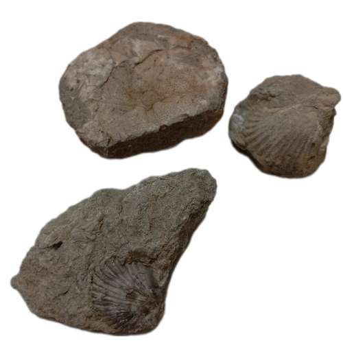سنگ راف مدل فسیل صدف و ستاره دریایی کلکسیونی و آکواریوم کد 438 مجموعه 3 عددی