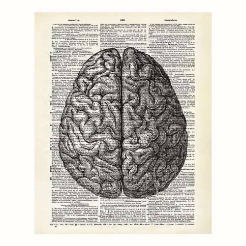پوستر مدل مغز انسان