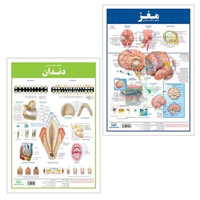 پوستر آموزشی انتشارات اندیشه کهن مدل کالبدشناسی دندان و مغز مجموعه 2 عددی