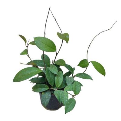 گیاه طبیعی هویا کارنوزا مدل015