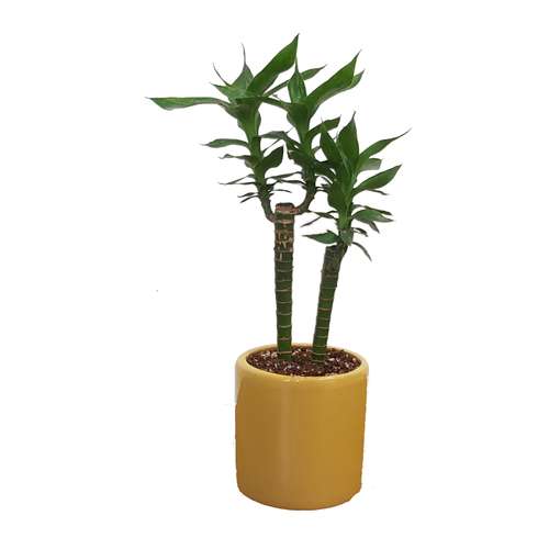  گل طبیعی بامبو لوتوس مدل گلخانه کد 201