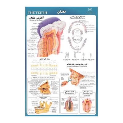  پوستر آموزشی مدل دندان