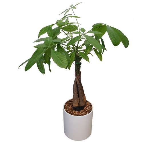 گیاه طبیعی بونسای پاچیرا مدل 2000