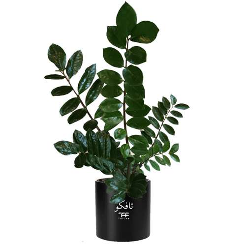    گیاه طبیعی زاموفیلیا سبز  تافکو مدل  3x
